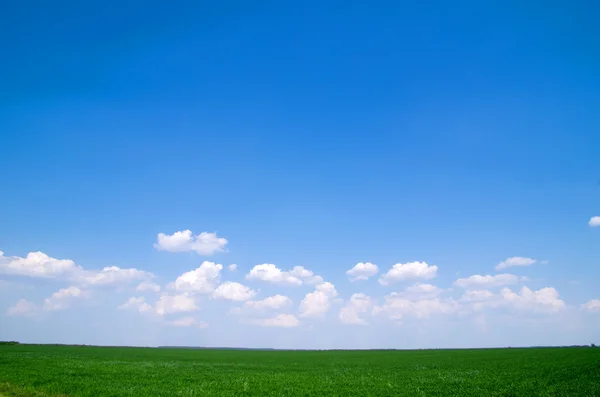 Green field — Stock Photo, Image