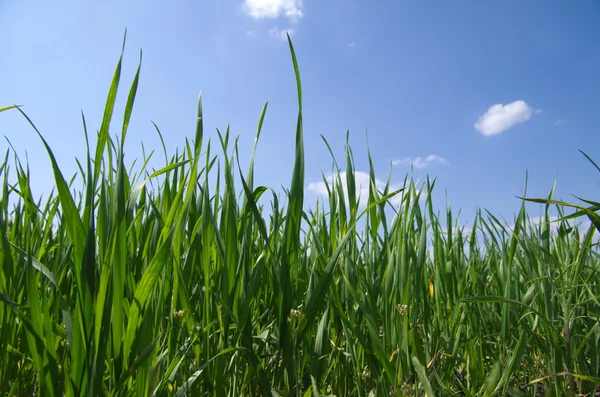 stock image Grass