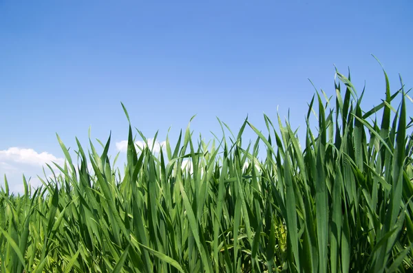 stock image Grass