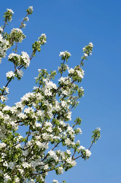 Flores blancas florecientes — Foto de Stock