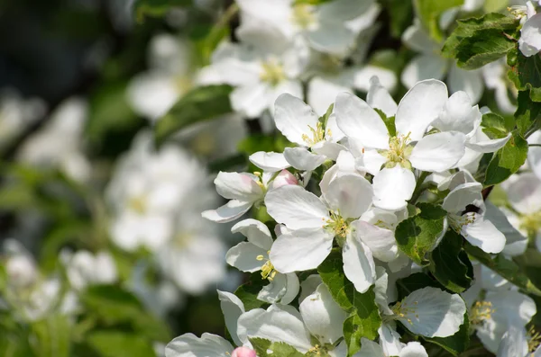 Witte bloemen in bloei — Stockfoto