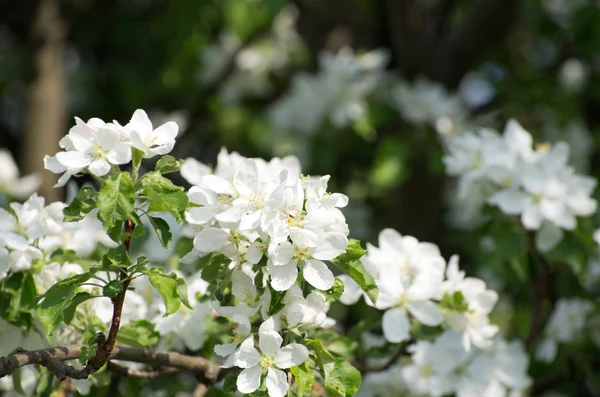 Bahar çiçeği — Stok fotoğraf