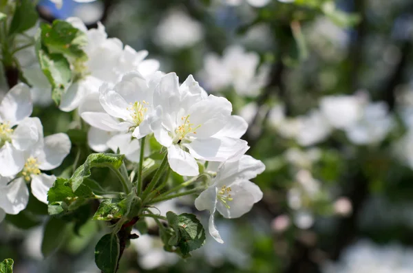 Blommande vita blommor — Stockfoto