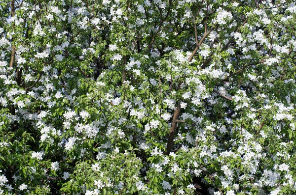 stock image Spring blossom