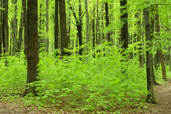 Bosque verde — Foto de Stock