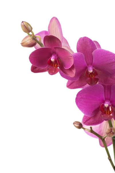 Orchideeën — Stockfoto