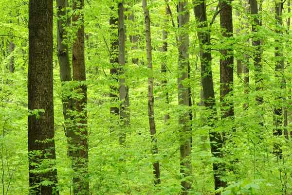 Bosque paisaje — Foto de Stock