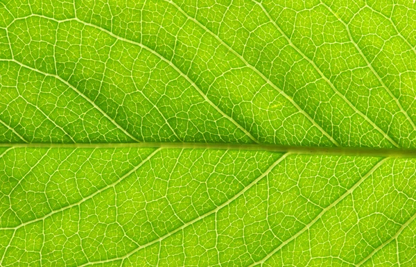 Textura foliar — Fotografia de Stock