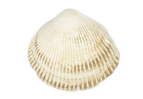 Sea shell — Stock fotografie