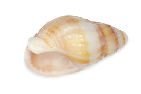 Sea shell — Stock Photo, Image