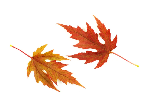 stock image Autumn maple leaves