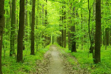 Forest path clipart