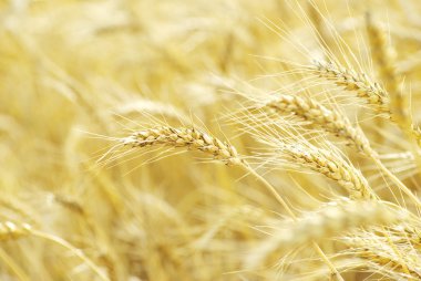 Fields of wheat clipart