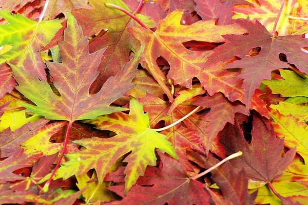 stock image Autumn leaves background