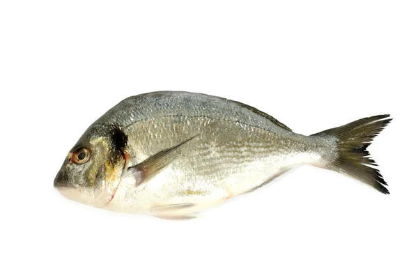 Dorado-Fische — Stockfoto