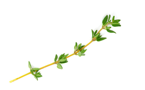 Thyme on white isolated background