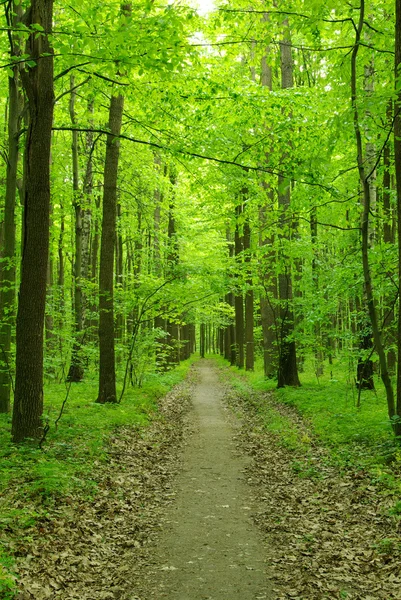 Foresta — Foto Stock