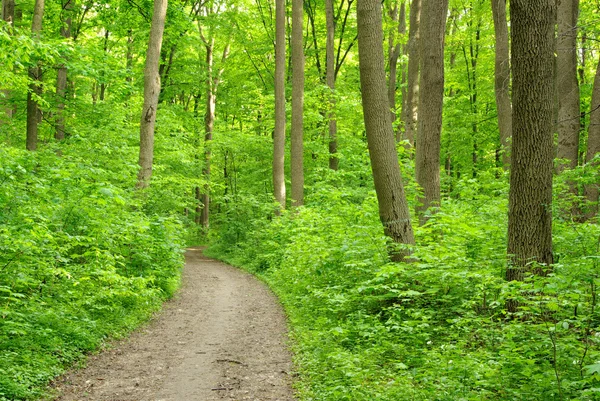 stock image Forest