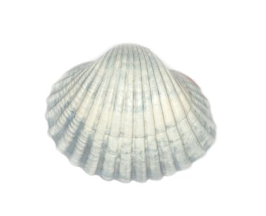 Shell clipart