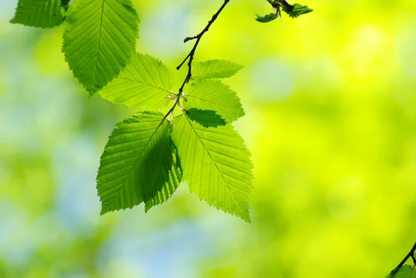 Groene bladeren — Stockfoto