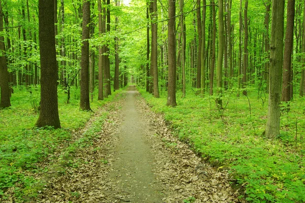 Vägen i grön skog — Stockfoto