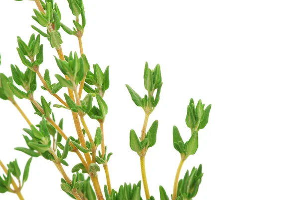 stock image Thyme
