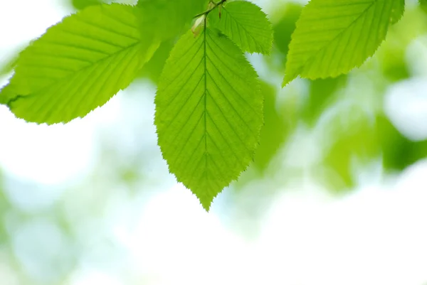 stock image Green leaves