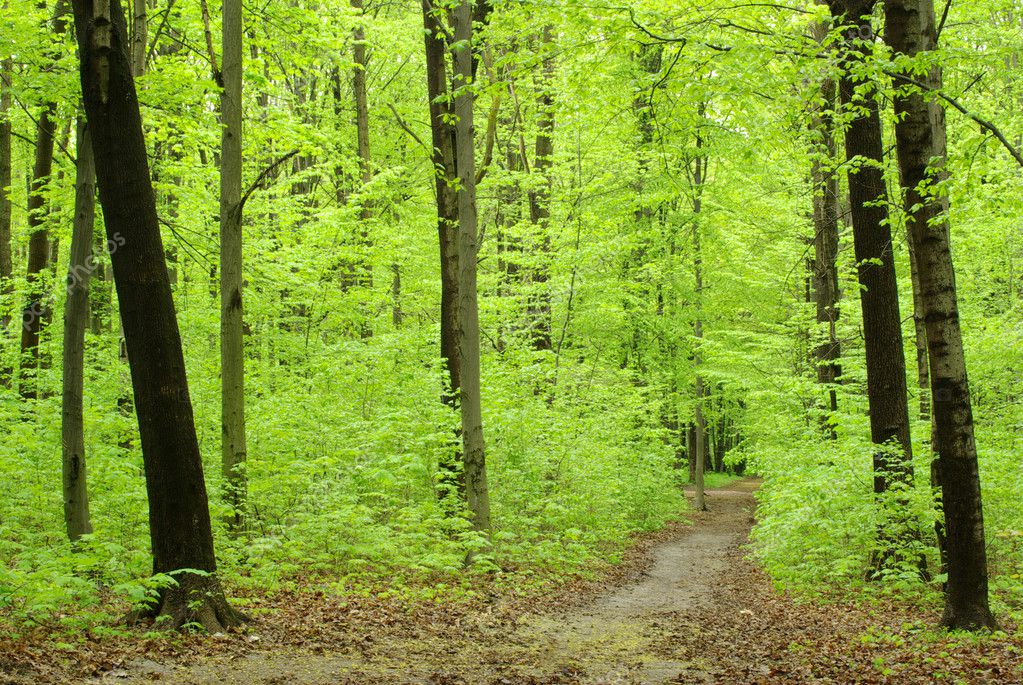 Green summer forest Stock Photo by ©marisha5 8493246