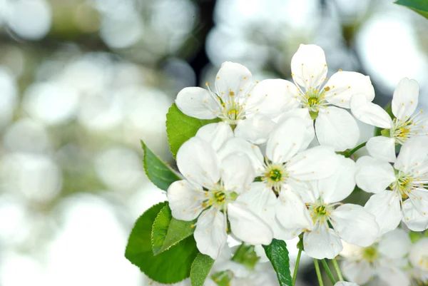 白い花 — ストック写真