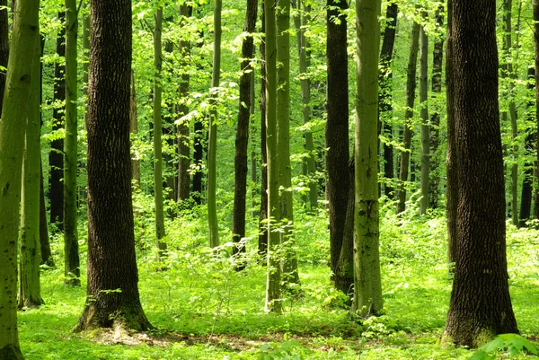 Krásný les — Stock fotografie