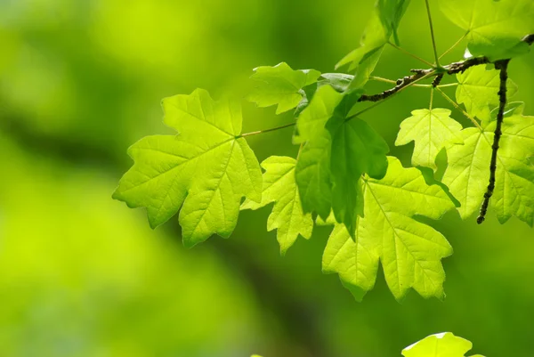 Hojas verdes — Foto de Stock