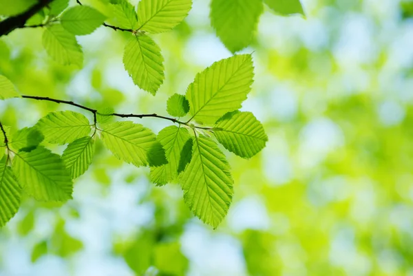 Hojas verdes — Foto de Stock