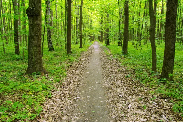 Wald — Stockfoto