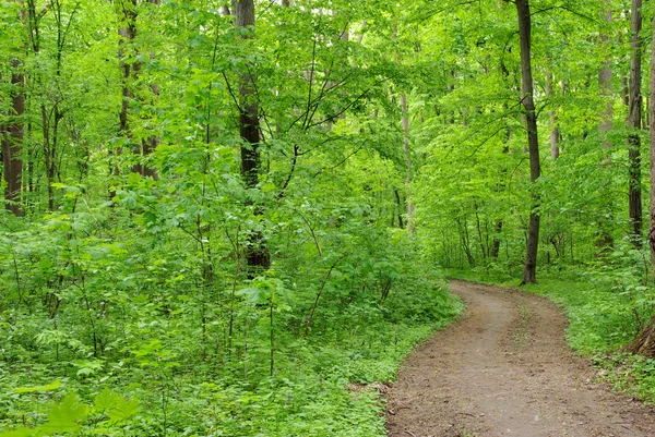 Stock image Forest