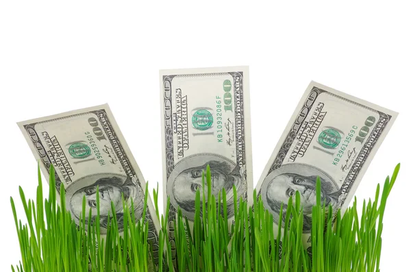 Dollar bills in grass — Stock Photo, Image