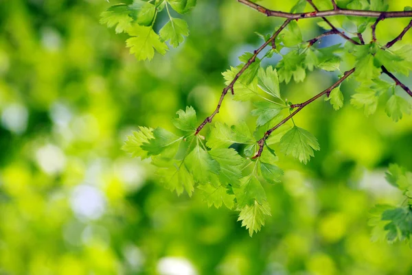 Folhas verdes — Fotografia de Stock