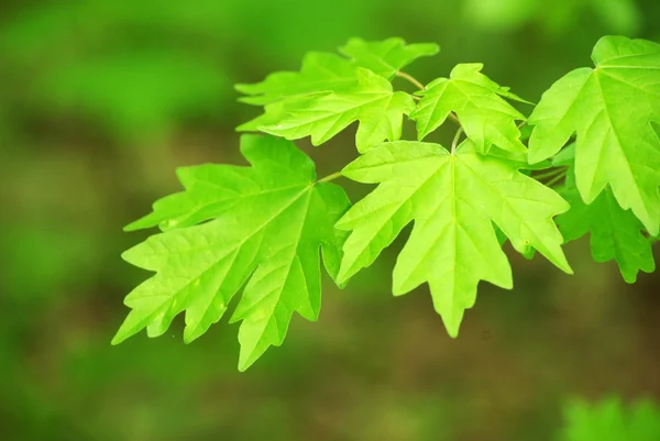 stock image Green leaves