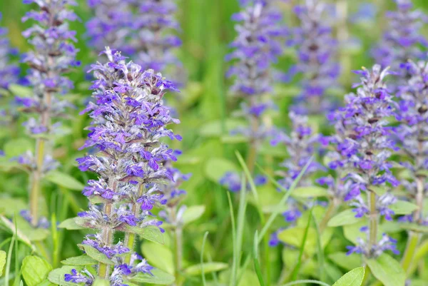 Fiori sul campo — Foto Stock