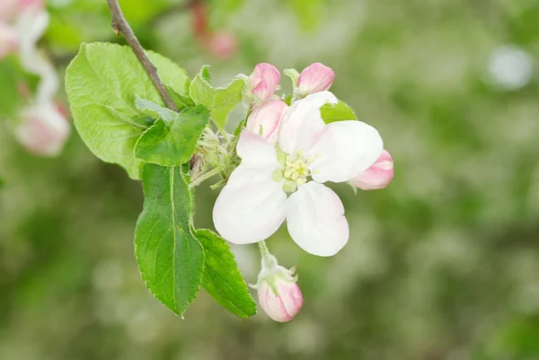 Bloemen — Stockfoto