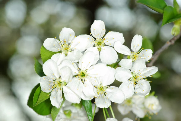 Bílé květy — Stock fotografie