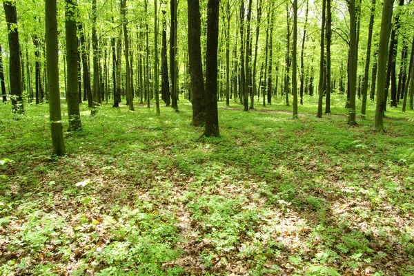 stock image Forest