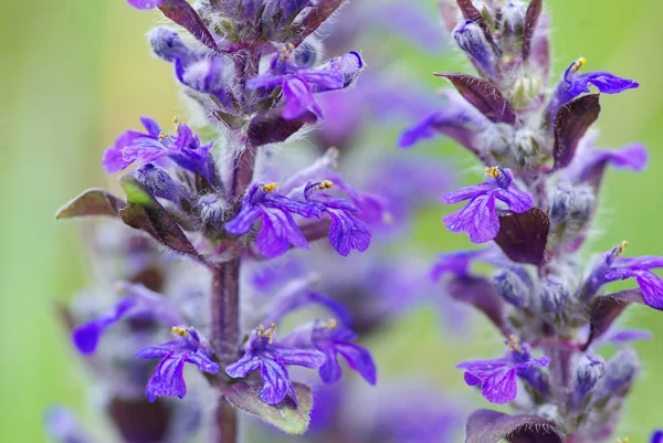 Flores de flor — Fotografia de Stock