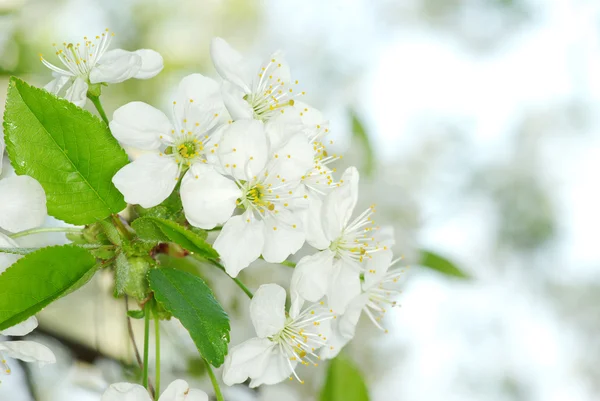 Branch with white flowers — Stock Photo, Image