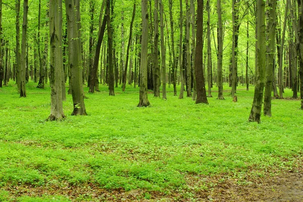 Bosque verde — Foto de Stock