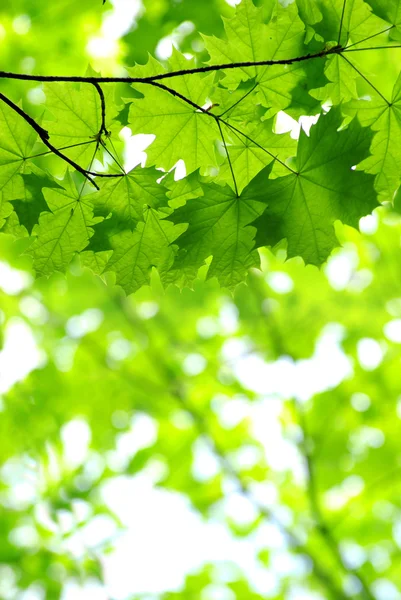 Green leaves — Stock Photo, Image