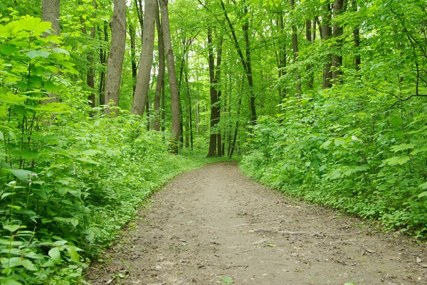 stock image Forest