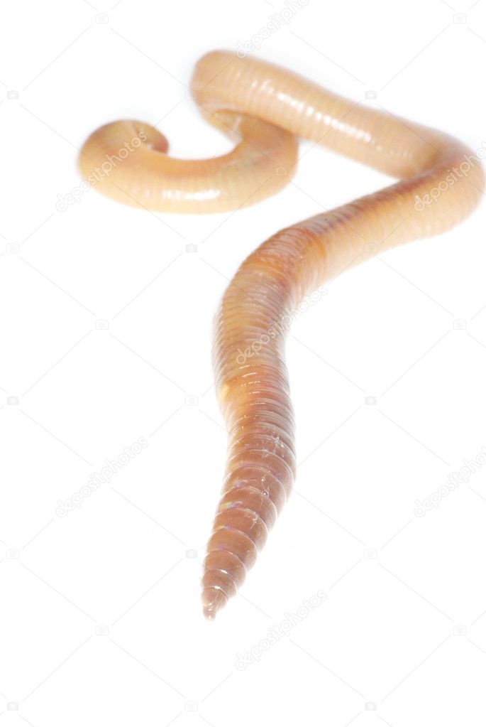 Worm on a white