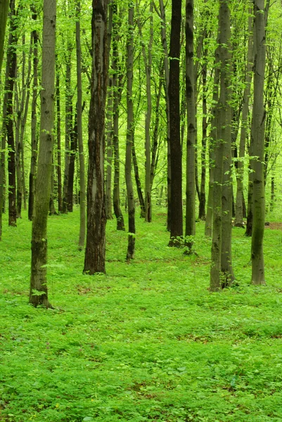 Pădure — Fotografie, imagine de stoc
