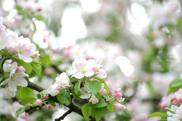 Vita blommor — Stockfoto