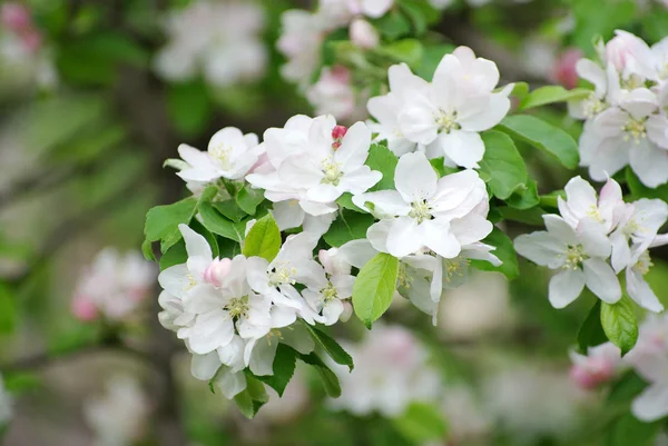 Flores de primavera — Fotografia de Stock